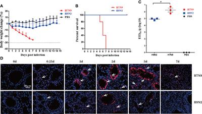 Comparison of H7N9 and H9N2 influenza infections in mouse model unravels the importance of early innate immune response in host protection